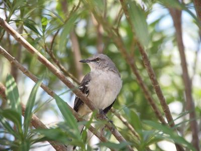 [This bush has open branches so most of the bird is visible. It has its head turned so one eye faces the camera.]